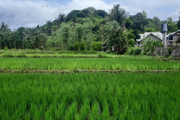 central_kuta_lombok_land_buy_sale_property_international_school_realestate (1)