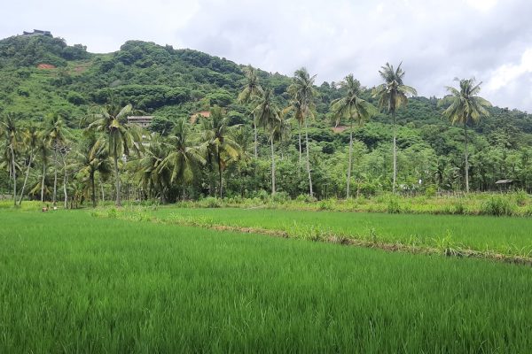 central_kuta_lombok_land_buy_sale_property_international_school_realestate (2)