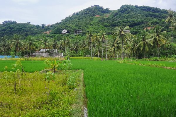 central_kuta_lombok_land_buy_sale_property_international_school_realestate (4)