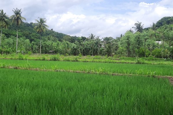 central_kuta_lombok_land_buy_sale_property_international_school_realestate (5)