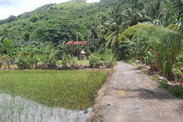 cheap_land_sale_lombok_kuta_mandalika_senggigi (1)