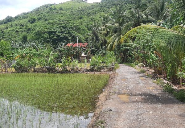 cheap_land_sale_lombok_kuta_mandalika_senggigi (1)