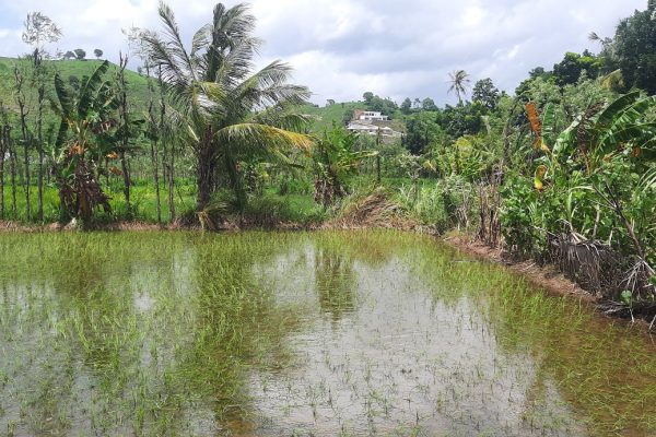 cheap_land_sale_lombok_kuta_mandalika_senggigi (2)