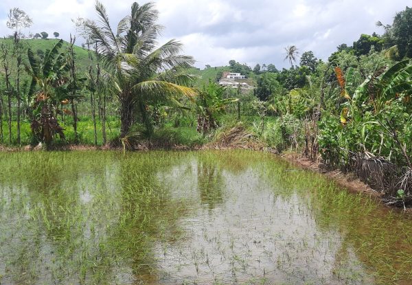 cheap_land_sale_lombok_kuta_mandalika_senggigi (2)