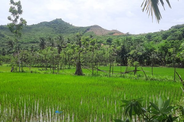 cheap_land_sale_lombok_kuta_mandalika_senggigi (4)