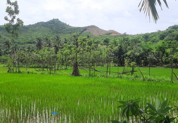 cheap_land_sale_lombok_kuta_mandalika_senggigi (4)