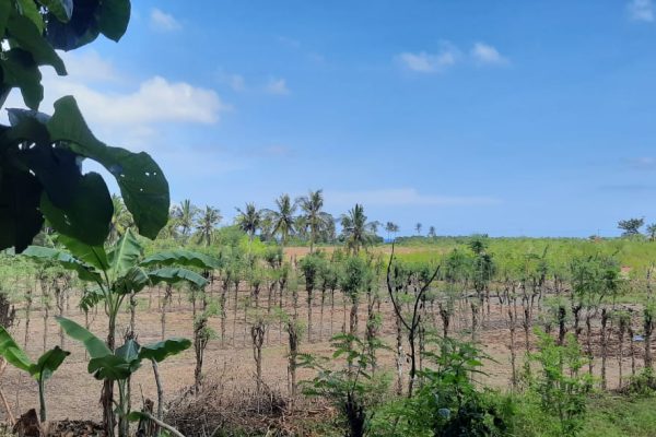 land_for_sale_lombok_sekotong_property_invest_kuta_bali (4)