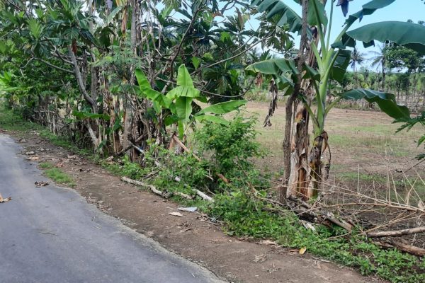 land_for_sale_lombok_sekotong_property_invest_kuta_bali (6)