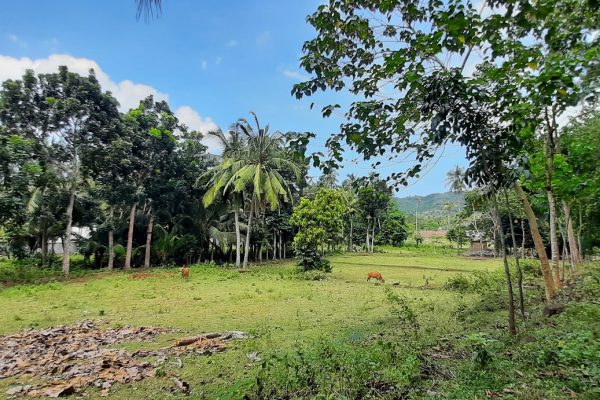 selong_belanak_flat_land_for_sale_lombok_cheap_lot_buying_property (1)