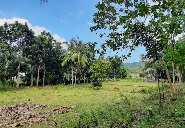 selong_belanak_flat_land_for_sale_lombok_cheap_lot_buying_property (1)