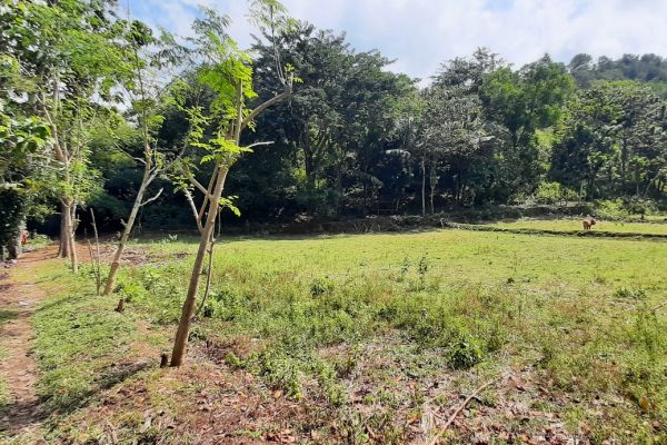 selong_belanak_flat_land_for_sale_lombok_cheap_lot_buying_property (2)
