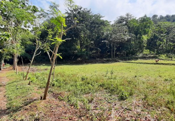 selong_belanak_flat_land_for_sale_lombok_cheap_lot_buying_property (2)