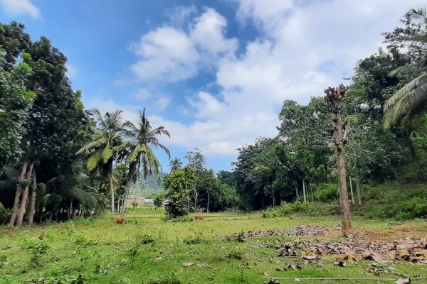 selong_belanak_flat_land_for_sale_lombok_cheap_lot_buying_property (5)