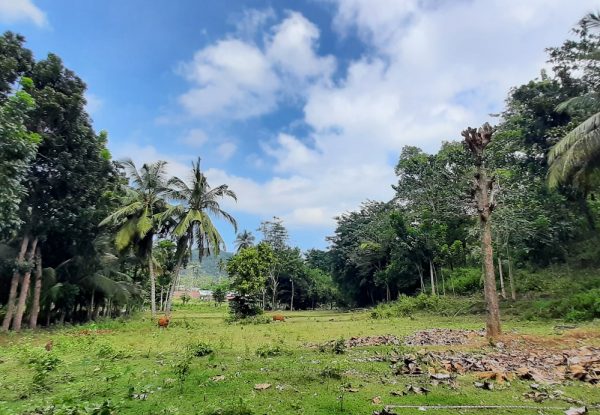 selong_belanak_flat_land_for_sale_lombok_cheap_lot_buying_property (5)